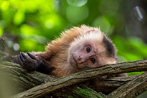 RF - White-fronted capuchin (Cebus albifrons) lying down on tree branch, Tayrona National Park, Magdalena, Colombia. (This image may be licensed either as rights managed or royalty free.)