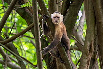 White-fronted capuchin (Cebus albifrons) resting on tree branch, Tayrona National Park, Magdalena, Colombia.