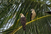 Yellow-headed caracaras (Milvago chimachima) pair perched on palm frond, Tayrona National Park, Magdalena, Colombia.