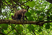 Two White-fronted capuchins (Cebus albifrons) sitting on branch with mouths open in aggressive posture, Tayrona National Park, Magdalena, Colombia.
