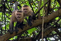RF - Two White-fronted capuchins (Cebus albifrons) standing on branch with mouths open in aggressive posture, Tayrona National Park, Magdalena, Colombia. (This image may be licensed either as rights m...
