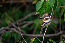 Russet-throated Puffbird (Hypnelus ruficollis) perched on branch, Tayrona National Park, Magdalena, Colombia.