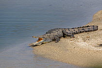 American crocodile  (Crocodylus acutus) basking on a beach, Tayrona National Park, Magdalena, Colombia.