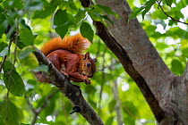 Red-tailed squirrel (Sciurus granatensis) feeding in a tree, Magdalena, Northern Colombia.