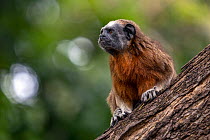 RF - Silvery-brown bare-face tamarin / White-footed tamarin (Saguinus leucopus) resting on tree trunk, Cauca and Magdalena river basin, Colombia. Endangered. (This image may be licensed either as righ...