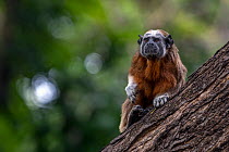 Silvery-brown bare-face tamarin / White-footed tamarin (Saguinus leucopus) resting on tree trunk, Cauca and Magdalena river basin, Colombia. Endangered.