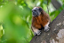 Silvery-brown bare-face tamarin / White-footed tamarin (Saguinus leucopus) resting on tree trunk, Cauca and Magdalena river basin, Colombia. Endangered.