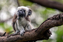 Cotton-top tamarin (Saguinus oedipus) female carrying infant on back, resting in tree, Colombia. Critically endangered.