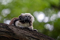 Cotton-top tamarin (Saguinus oedipus) female carrying infant on back, resting in tree, Colombia. Critically endangered.