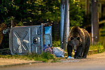 Brown Bear (Ursus arctos) searching for food in rubbish bins, Brasov, South Carpathian mountains, Romania. July