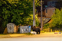 RF - Brown bear (Ursus arctos) searching for food in rubbish bins on roadside at night with house in background, Brasov, South Carpathian mountains, Romania. July. (This image may be licensed either a...