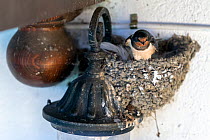 Barn swallow (Hirundo rustica) sitting in nest built on a building wall light, Danube delta, Romania. July.