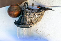 Barn swallow (Hirundo rustica) perched on nest built on a building wall light, Danube delta, Romania. July.