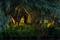 White willow (Salix alba) trees in golden evening sunlight along bank of canal, Danube delta, Romania. July.