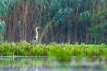 Grey heron (Ardea cinerea) standing among carpet of Water soldier (Stratiotes aloides) plants on river, Danube delta, Romania. July.