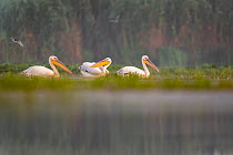 Three Eastern white pelicans (Pelecanus onocrotalus) swimming among Water soldier (Stratiotes aloides) plants on river, Danube delta, Romania. July.