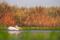 RF - Dalmatian pelican (Pelecanus crispus) swimming among Water soldier (Stratiotes aloides) plants on river, Danube delta, Romania. July. (This image may be licensed either as rights managed or royal...