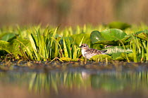 Whiskered tern (Chlidonias hybrida) chick on nest among aquatic vegetation, mainly Water soldier (Stratiotes aloides) plants, on river, Danube delta, Romania. July.