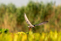 RF - Whiskered tern (Chlidonias hybrida) arriving at nest among aquatic vegetation, mainly Water soldiers (Stratiotes aloides), with nesting material in beak, Danube delta, Romania. July. (This image...