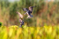 Two Whiskered terns (Chlidonias hybrida) fighting over nesting material close to nest among Water soldier (Stratiotes aloides) plants, Danube delta, Romania. July.