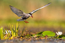 RF - Whiskered tern (Chlidonias hybrida) arriving at nest among aquatic vegetation including Water soldier (Stratiotes aloides) plants on river, Danube delta, Romania. July. (This image may be license...
