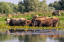 Herd of cattle standing in river among Fringed water lilies (Nymphoides peltata), Danube delta, Romania. July.