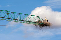 White stork (Ciconia ciconia) with chicks on nest built at end of an abandoned crane, Extremadura, Spain. May.