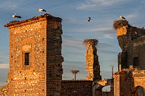 RF - White stork (Ciconia ciconia) colony nesting on roof of an abandoned monastery in evening light, Extremadura, Spain. May. (This image may be licensed either as rights managed or royalty free.)