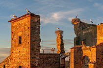 RF - White stork (Ciconia ciconia) colony nesting on roof of an abandoned monastery in evening light, Extremadura, Spain. May. (This image may be licensed either as rights managed or royalty free.)