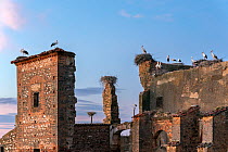 RF - White stork (Ciconia ciconia) colony nesting on roof of an abandoned monastery, Extremadura, Spain. May. (This image may be licensed either as rights managed or royalty free.)