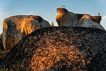 RF - Two White storks (Ciconia ciconia) standing on their nests on top of giant boulders at sunset, Los Barruecos, Malpartida de Caceres, Extremadura, Spain. May. (This image may be licensed either as...