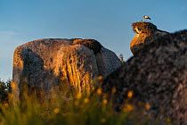 White stork (Ciconia ciconia) with chicks, standing on nest on giant boulders at sunset, Los Barruecos, Malpartida de Caceres, Extremadura, Spain. May.