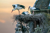 White stork (Ciconia ciconia) pair with chicks standing on nest built on church wall, Trujillo, Extremadura, Spain. May.