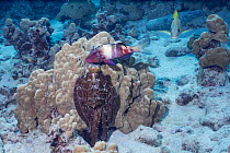 Day octopus (Octopus cyanea) sitting on Lobe coral (Porites lobata) and placing tentacles beneath it to flush out fish, shadowed by Manybar goatfish (Parupeneus multifasciatus), their hunting partner...