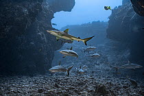 Gray reef shark (Carcharhinus amblyrhynchos) juveniles and Bluestripe snapper (Lutjanus kasmira) swimming through channel formed by collapsed lava tube, Mahaiula, North Kona, Hawaii, USA, Pacific Ocea...