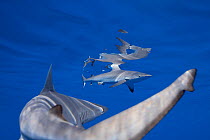 Gray reef shark (Carcharhinus amblyrhynchos) juvenile swimming towards another shark breaking the surface with its fin, Mahaiula, North Kona, Hawaii, United States, Pacific Ocean.