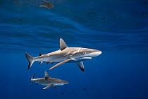 Two Gray reef shark (Carcharhinus amblyrhynchos) juveniles swimming under water surface with Triggerfish (Balistidae sp.) behind, Mahaiula, North Kona, Hawaii, United States, Pacific Ocean.