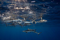 Gray reef shark (Carcharhinus amblyrhynchos) juveniles swimming under water surface, Mahaiula, North Kona, Hawaii, United States, Pacific Ocean.