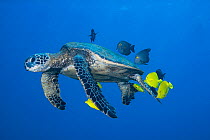 Green sea turtle (Chelonia mydas) being cleaned of algae by Yellow tangs (Zebrasoma flavescens) and Goldring surgeonfish (Ctenochaetus strigosus), Puako, South Kohala, Hawaii, USA, Pacific Ocean. Enda...