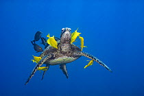 Green sea turtle (Chelonia mydas) being cleaned of algae by Yellow tangs (Zebrasoma flavescens) and Goldring surgeonfish (Ctenochaetus strigosus) as it swims, Puako, South Kohala, Hawaii, USA, Pacific...