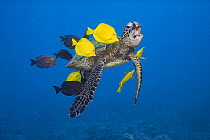 Green sea turtle (Chelonia mydas) opens mouth while being cleaned of algae by Yellow tangs (Zebrasoma flavescens), Goldring surgeonfish (Ctenochaetus strigosus) and Blueline surgeonfish (Acanthurus ni...