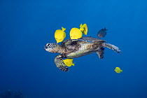 Green sea turtle (Chelonia mydas) being cleaned of algae by Yellow tangs (Zebrasoma flavescens) and Goldring surgeonfish (Ctenochaetus strigosus) as it swims midwater, Puako, South Kohala, Hawaii, USA...
