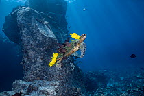 Green sea turtle (Chelonia mydas) being cleaned of algae by Yellow tangs (Zebrasoma flavescens), Goldring surgeonfish (Ctenochaetus strigosus) and Blueline surgeonfish (Acanthurus nigroris) as it swim...