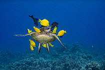 Green sea turtle (Chelonia mydas) being cleaned of algae by Yellow tangs (Zebrasoma flavescens), Chevron tangs (Ctenochaetus hawaiiensis), Black durgon triggerfish (Melichthys niger) and Parrotfish (S...