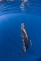 Humpback whale (Megaptera novaeangliae) female rising toward the surface, with Acorn barnacles (Balanomorpha sp.) under rostrum and leading edges of pectoral fins, North Kona, Hawaii, USA, Pacific Oce...