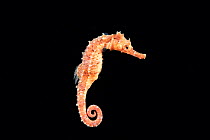 Fisher's seahorse (Hippocampus fisheri) swimming in surface waters of open ocean at night, Kona, Big Island, Hawaii , USA, Pacific Ocean.