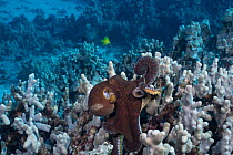 Day octopus (Octopus cyanea) resting on Fringe coral (Porites compressa) in coral reef, Honokohau, North Kona, Big Island, Hawaiian Islands, Pacific Ocean.