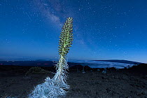 Mauna Kea silversword (Argyroxiphium sandwicense) in flower on slopes of Mauna Kea volcano at night, with Milky Way above, Big Island, Hawaii, USA.