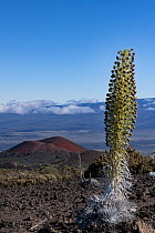 Mauna Kea silversword (Argyroxiphium sandwicense) in flower on slope of Mauna Kea volcano, with Pu'u Kole cinder cone and Mauna Loa volcano behind, Big Island, Hawaii, USA.