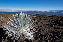 Mauna Kea silversword (Argyroxiphium sandwicense) growing on the slopes of the Mauna Kea volcano, with Pu'u Kole cinder cone and Mauna Loa volcano behind, Big Island, Hawaii, USA.